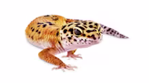 How to Care for Arid Geckos: Food, Habitat & Health Tips