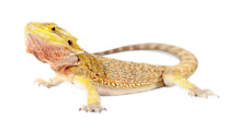 Arid Lizard Care: Expert Tips for Optimal Habitat, Diet & Health
