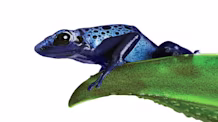 Dart Frog Care: Create a Thriving Habitat & Ensure Healthy Frogs