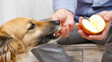 Can Dogs Eat Apples? Safe Feeding, Benefits & What to Avoid