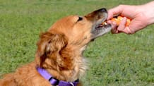 Can Dogs Eat Oranges? Safety, Benefits, Risks & Feeding Guide