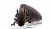 Axolotl Care Guide: Habitat, Water & Health for a Thriving Pet