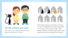 Black Cats: History, Superstitions & Facts Every Owner Needs