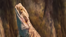 Bearded Dragon Lighting: Your Guide to Essential UVA & UVB for Health