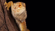 Bearded Dragon Poop: Healthy Signs, What to Look For & Vet Advice
