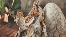 Reptile UVB Lighting: Help Your Pet Thrive with the Right Lamp