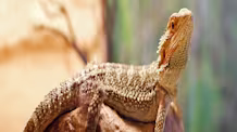 Bearded Dragon Stress Marks: Spot Signs & Relieve Your Pet's Stress