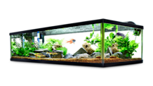 Freshwater Fish Lifespan: Guide to Longer, Healthier Aquarium Life