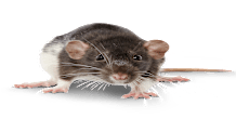 Rat Teeth: Care, Growth & Dental Health Guide