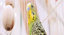 Is Your Bird's Poop Healthy? Spot Signs of Illness & Keep Them Well