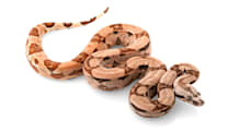 Boa Constrictor Care: The Ultimate Food, Habitat & Health Guide