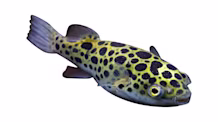 Brackish Water Fish Care: Your Complete Guide to Tank, Food & Species