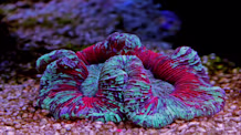 Brown Algae in Your Aquarium? Conquer Diatoms & Clear Your Tank Fast!