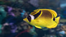 Butterfly Fish Care: Tank Setup, Feeding, & Water Quality Guide