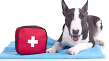 Save a Newborn Puppy: Emergency CPR Steps for Non-Breathing Pups