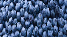 Can Cats Eat Blueberries? Safety Tips Every Pet Parent Needs
