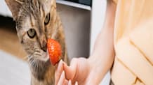 Human Foods for Cats: Safe Treats & What to Never Feed Your Feline