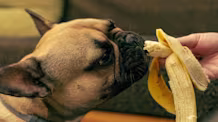 Bananas for Dogs: Safe? Benefits, Risks & Essential Feeding Tips