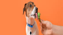Can Dogs Eat Broccoli? Expert Advice on Benefits, Safety & Feeding