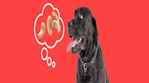Can Dogs Eat Cashews? Hidden Dangers & Why They're Not Safe for Pups