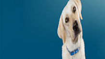 Is Ice Cream Safe for Dogs? Dangers, Risks & Healthy Alternatives