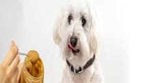 Can Dogs Eat Peanut Butter? Safe Feeding Tips & What to Watch For