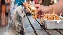 Can Dogs Eat Shrimp? Safe Feeding Tips & What to Avoid