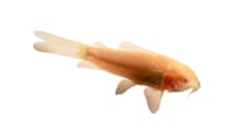 Catfish Care Guide: Tank Setup, Feeding, & Species for Healthy Fish