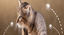 Nitenpyram: End Fleas Fast for Dogs & Cats – Your Essential Guide