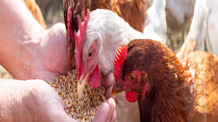 What to Feed Chickens: Safe Fruits, Veggies & Treats for Happy Hens