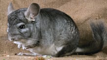 First-Time Chinchilla Owner? Essential Care Guide & Fun Facts