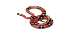 How to Care for Colubrid Snakes: Food, Habitat & Health Tips