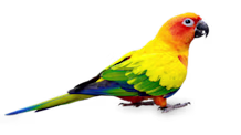 Conure Care Guide: Food, Habitat, Health & Tips for a Thriving Conure