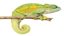 Cool Climate Chameleon Care: Habitat, Food, Health & Setup Secrets