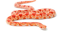 Corn Snake Care Guide: Habitat, Food, Health & Easy Beginner Tips