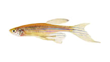 Danio Fish Care: Tank Setup, Food, & Compatibility for Beginners