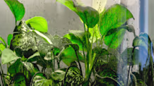 How to Clean a Dirty Fish Tank: Crystal Clear Water & Happy Fish