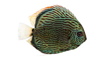 Mastering Discus Fish Care: Tank Setup, Feeding & Water Quality Guide