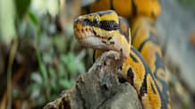 What Does Snake Poop Look Like? Healthy vs. Unhealthy Droppings Guide