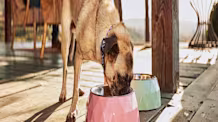Dog Gut Health: Spot Food Allergy Symptoms & Find Relief for Your Dog