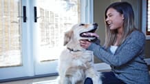How to Clean Dog Ears: Step-by-Step Guide for a Happy, Healthy Pet