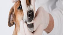 Uncover Hidden Pet Dental Problems: Why X-Rays Are Essential