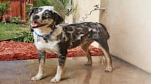 Dog Skunked? Remove Skunk Smell FAST: Vet-Approved Tips & Solutions