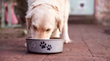 Dog Food Labels: Understand Ingredients for Your Pet's Best Health