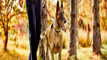 Service Dogs: How They Help Veterans with PTSD & Well-being