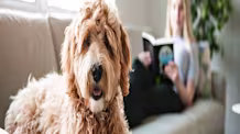 Trazodone for Dog Anxiety: Your Vet's Guide to Calm & Relief