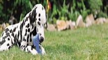 Raw Dog Food: Is It Best? Benefits, Risks & Your Dog's Diet Guide