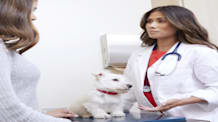 Canine Distemper: Spot Signs, Prevent & Treat to Save Your Dog