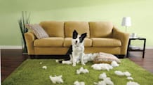 New Dog Owner? Essential Tips from Experienced Pet Parents