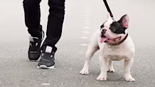 Librela for Dogs: What Pet Parents Should Know